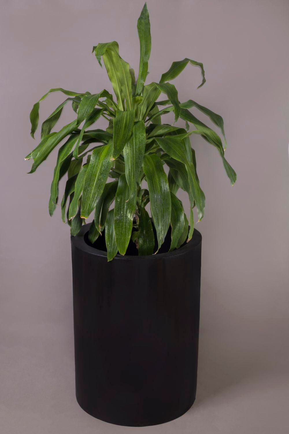 گلدان استوانه قطر ۶۰ ارتفاع ۸۰ ،AGRgroup|گل و گیاه طبیعی|کرج, گوهردشت|دیوار