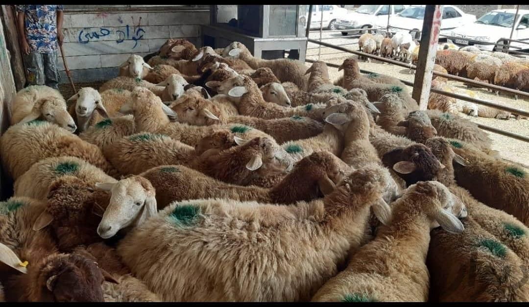دام زنده گوسفنداورگانیگ جهت قربانی جنت آبادشمالی|حیوانات مزرعه|تهران, جنت‌آباد شمالی|دیوار