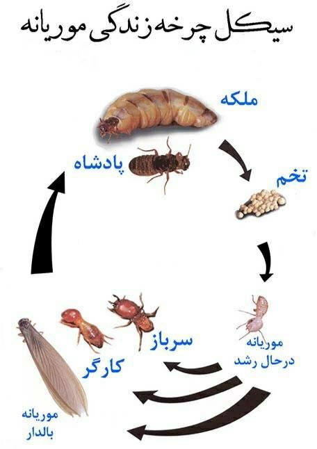 سمپاشی موریانه.سم پاشی سوسک و کنه باضمانت|خدمات نظافت|سنندج, |دیوار