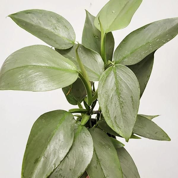 فروش ۱۰ نژاد گل آپارتمانی فیلودندرون|گل و گیاه طبیعی|ساری, |دیوار