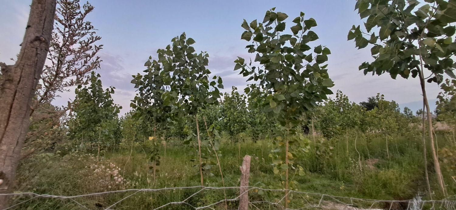 زمین با کلبه و درخت۱۴۰۰متر،سنگر|فروش زمین و ملک کلنگی|رشت, توشیبا|دیوار