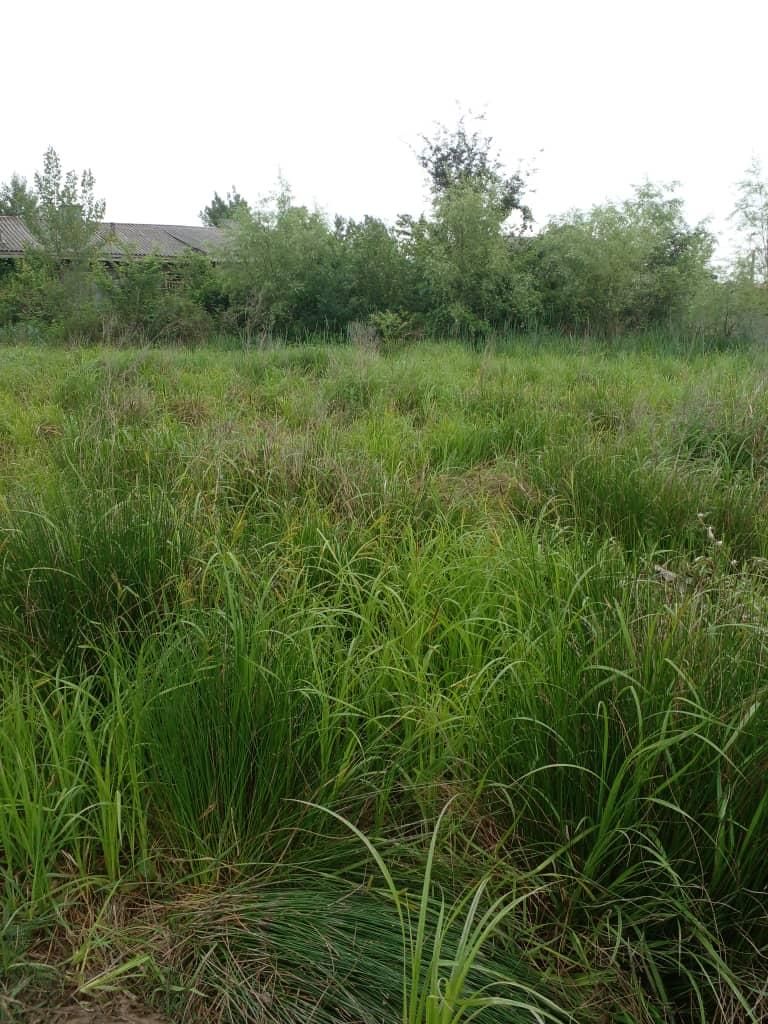 زمین تجاری اداری ۱۳۰۰ متر سنگر بعداز دانشگاه ۳۶۶۷|فروش زمین و ملک کلنگی|سنگر, |دیوار