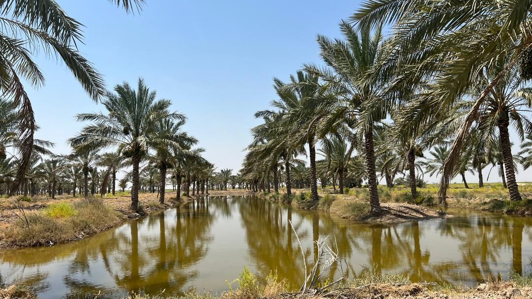 بار درخت نخل رسید|خدمات باغبانی و درختکاری|رامسر, |دیوار