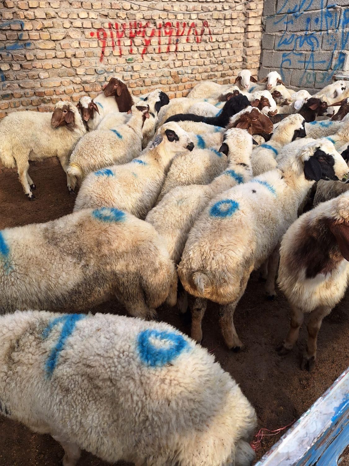 مناسب قربانی گوسفند زنده شکم خالی پر گوشت چاق|حیوانات مزرعه|ماهدشت, |دیوار