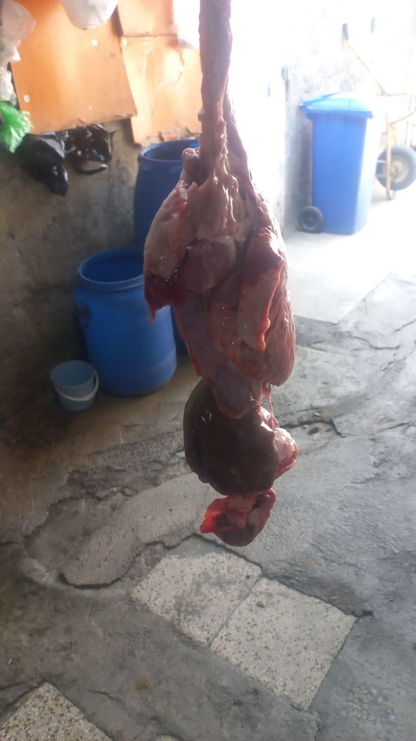 گوساله گوسفند زنده جایگاه معتبر فروش|حیوانات مزرعه|تهران, سهروردی|دیوار