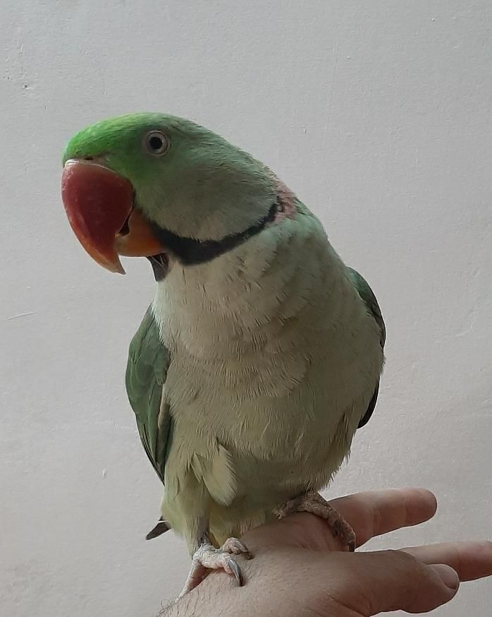 خریدار ملنگو گرین چیک شاه طوطی|پرنده|اسلامشهر, |دیوار