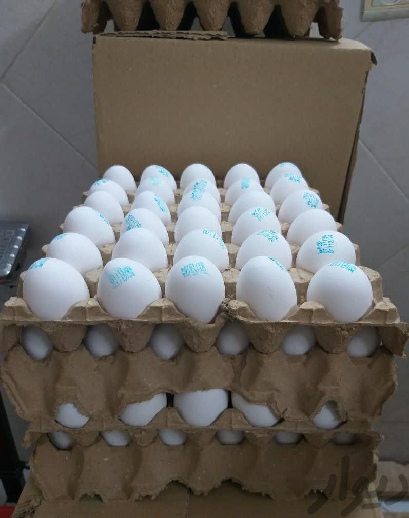 خریدار انواع تخم مرغ نطفه دار|حیوانات مزرعه|گلستان, |دیوار