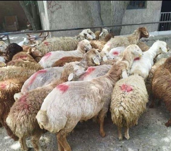 فروش گوسفندنازی آبادفلاح کیانشهرخانی آباد|حیوانات مزرعه|تهران, نازی‌آباد|دیوار