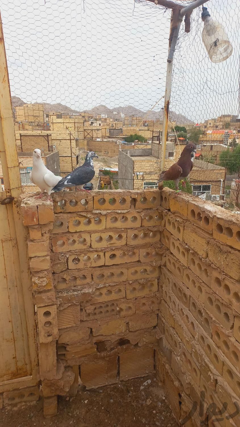 3عدد کبوتر ذات دار|پرنده|مشهد, رباط طرق|دیوار