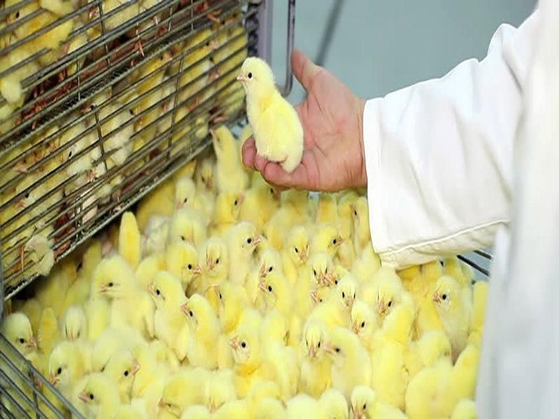 فروش انواع جوجه گوشتی و دورگه و...|حیوانات مزرعه|قائم‌شهر, |دیوار
