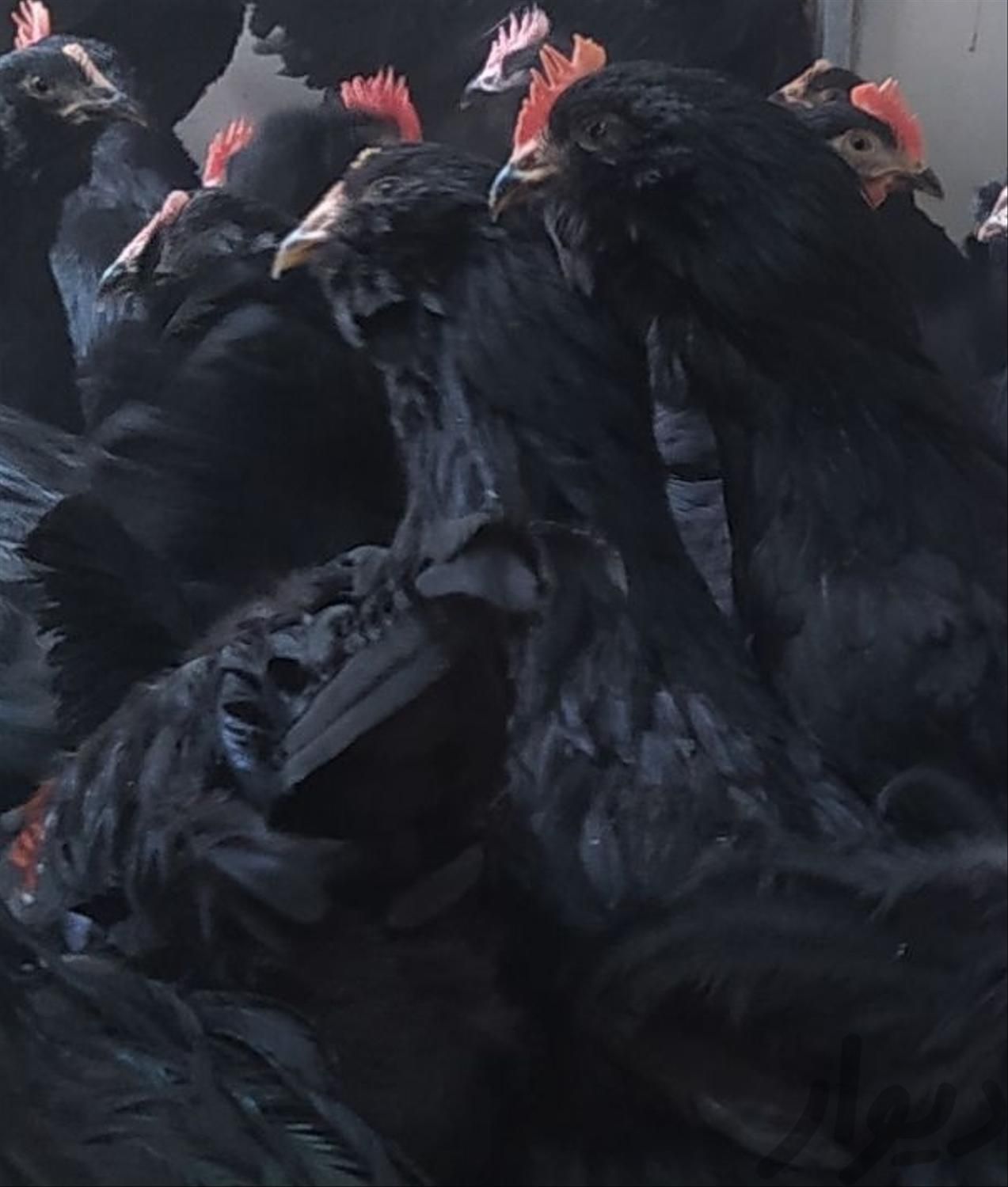 خروس و مرغ سیاه مشکی و سفید محلی برای خون و قربانی|حیوانات مزرعه|مشهد, صیاد شیرازی|دیوار