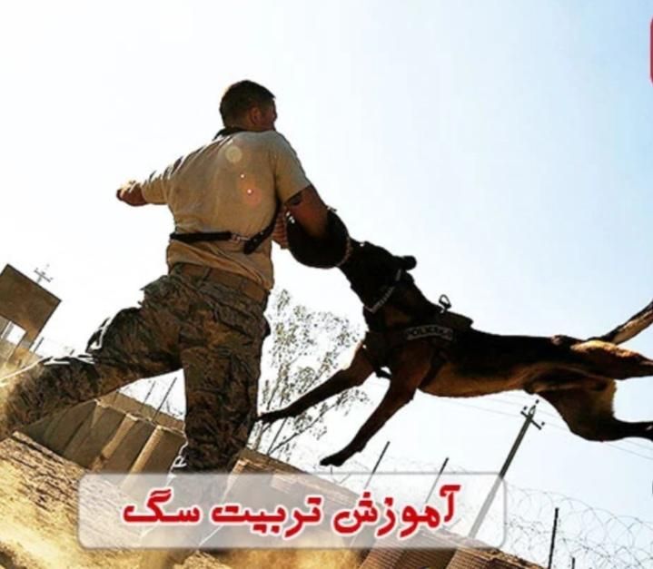 مربی سگ،رفع ناهنجاری،آموزش سگ(۵۰درصدتخفی)تضمینی|خدمات آموزشی|اصفهان, آبشار|دیوار