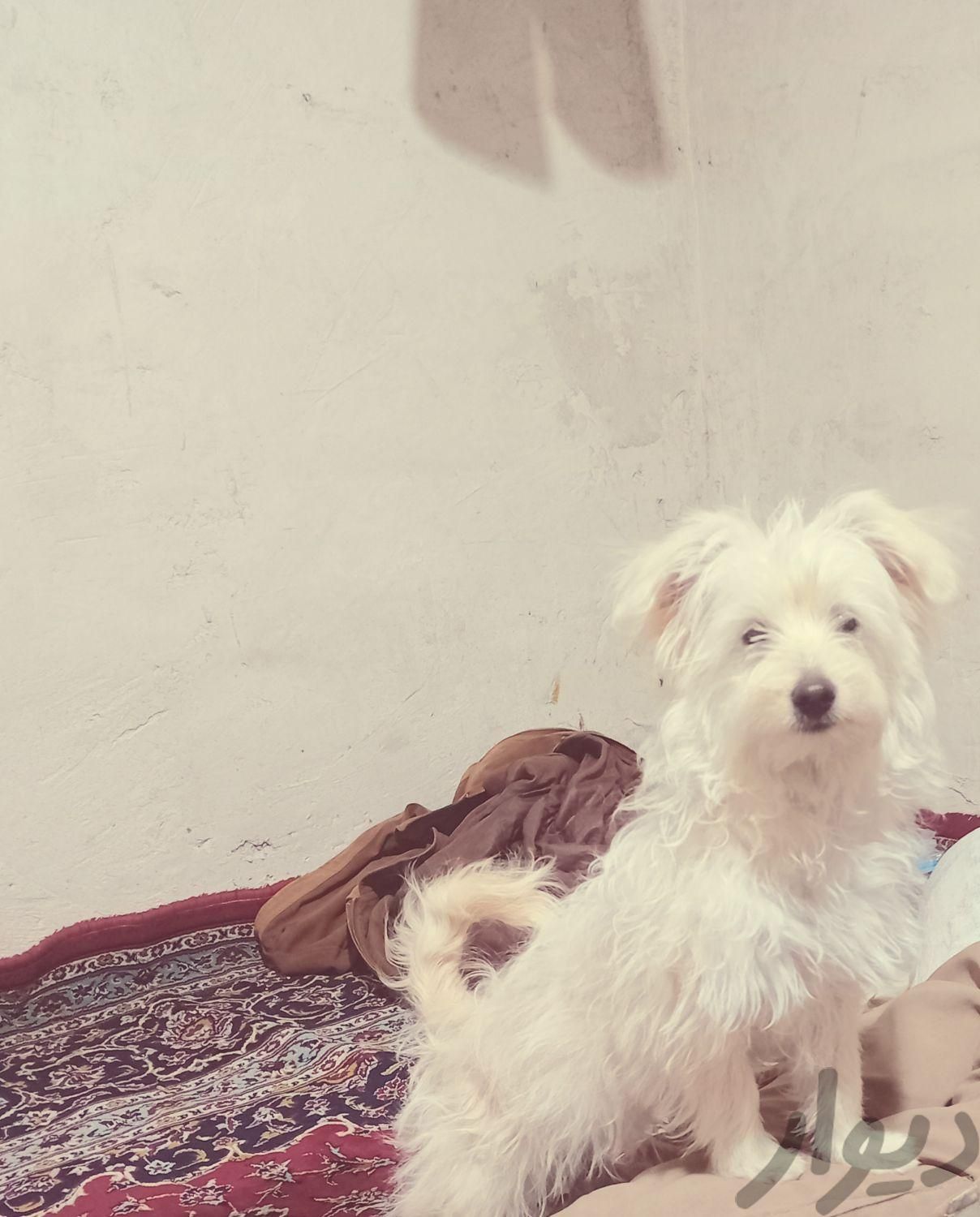 واگذاری سگ شیتزو|سگ|شیراز, هفت تنان|دیوار