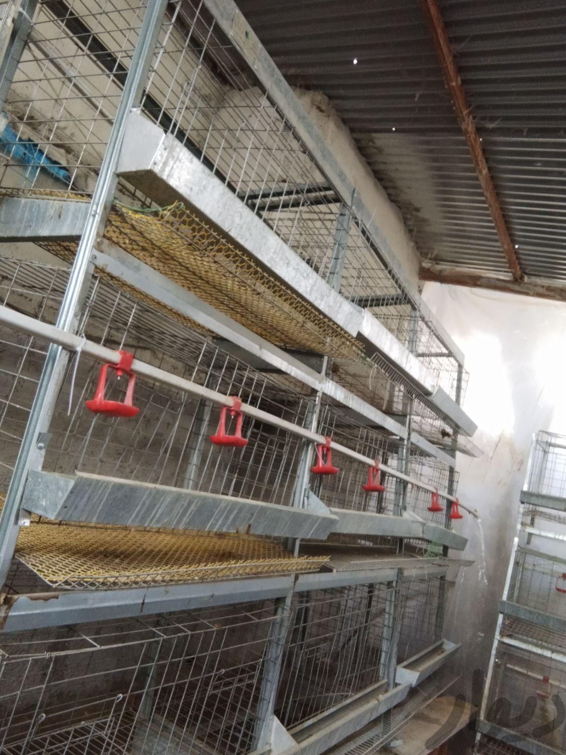 قفس مرغ تخمگذار|لوازم جانبی مربوط به حیوانات|بجنورد, |دیوار