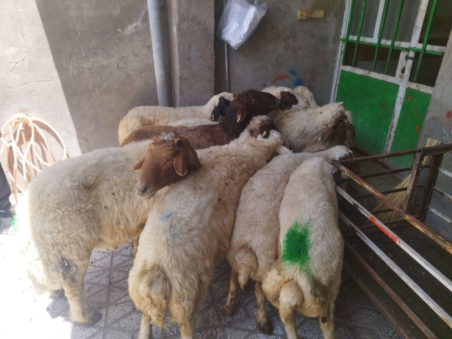 برهنر برای کشتار و میش و شیشک و بز|حیوانات مزرعه|بروجرد, |دیوار