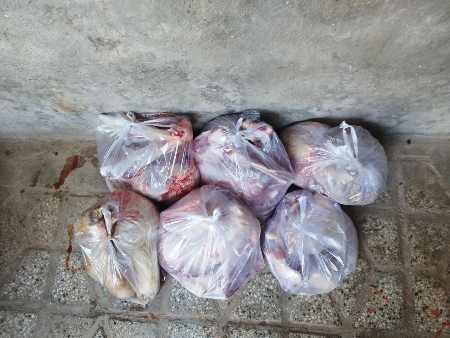 گوسفند‌ چاق‌ کشتاری|حیوانات مزرعه|بروجرد, |دیوار