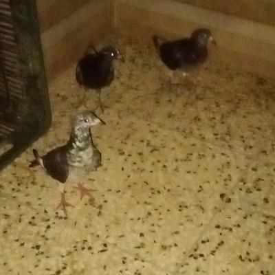 کبوتر گمشده در همت اباد|حیوانات|خان ببین, |دیوار