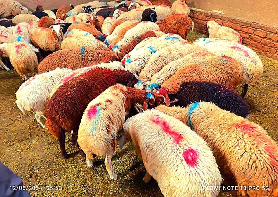 نرینه قلم آبی بشرط نصفه گوشت درجه تخفیف ۵٪|حیوانات مزرعه|مشهد, توس (بلوار توس)|دیوار