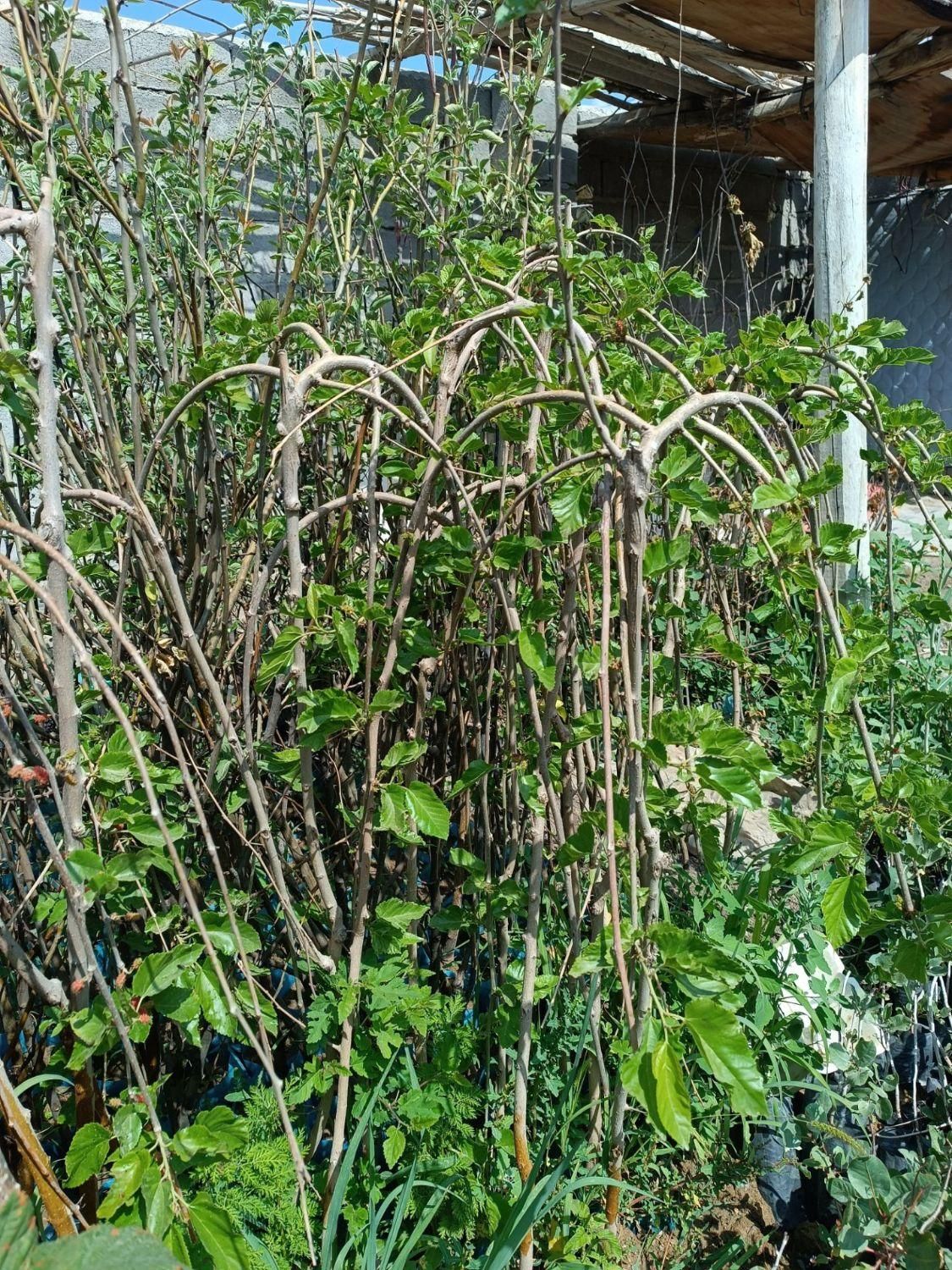 نهال ازگیل عناب میوه و پسته|خدمات باغبانی و درختکاری|تاکستان, |دیوار