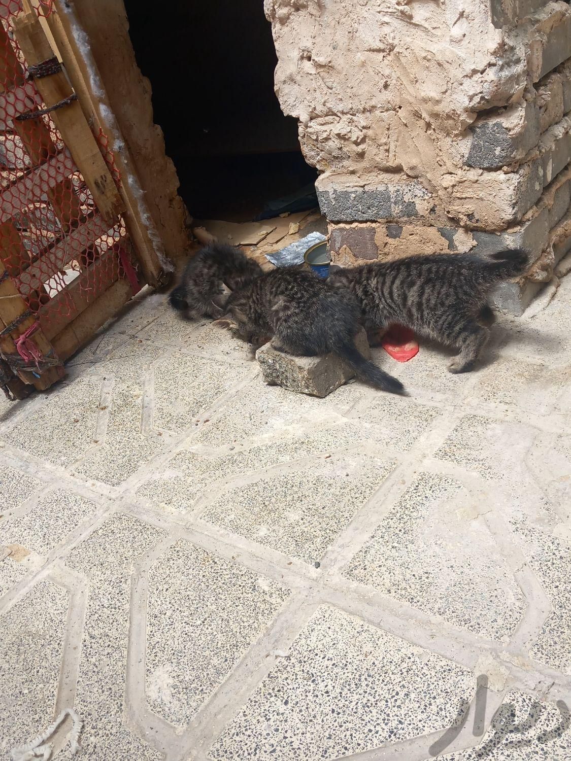 ۳عددپیشی کوچک|گربه|مشهد, شهرک شهید رجایی|دیوار