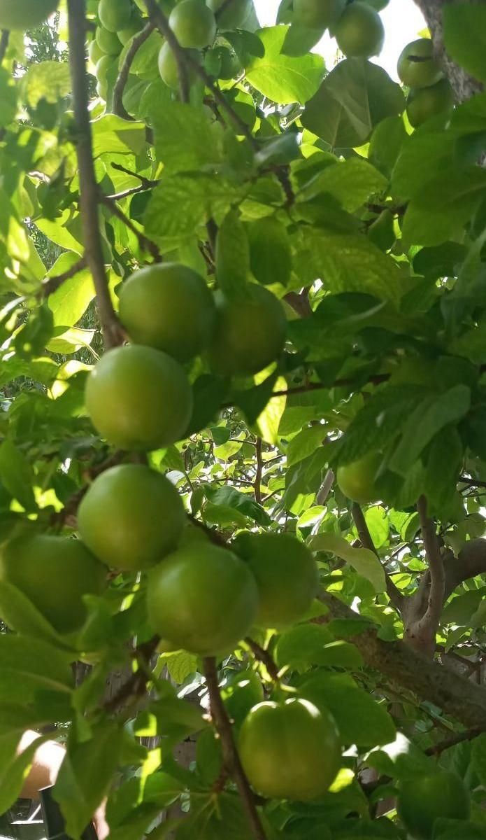 فروش باغ ۷۰۰ متری|فروش زمین و ملک کلنگی|اصفهان, آفاران|دیوار