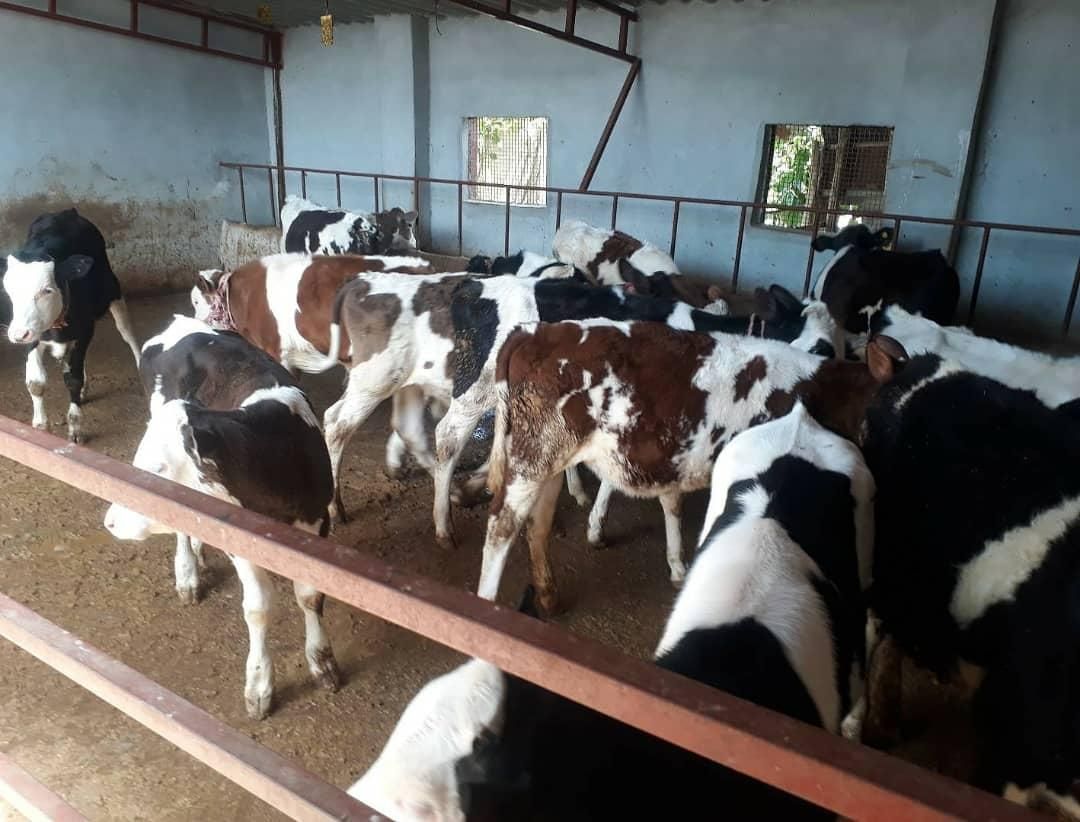 فروش گوساله سمینتال هلشتاین اصیل نرماده|حیوانات مزرعه|بندر ترکمن, |دیوار