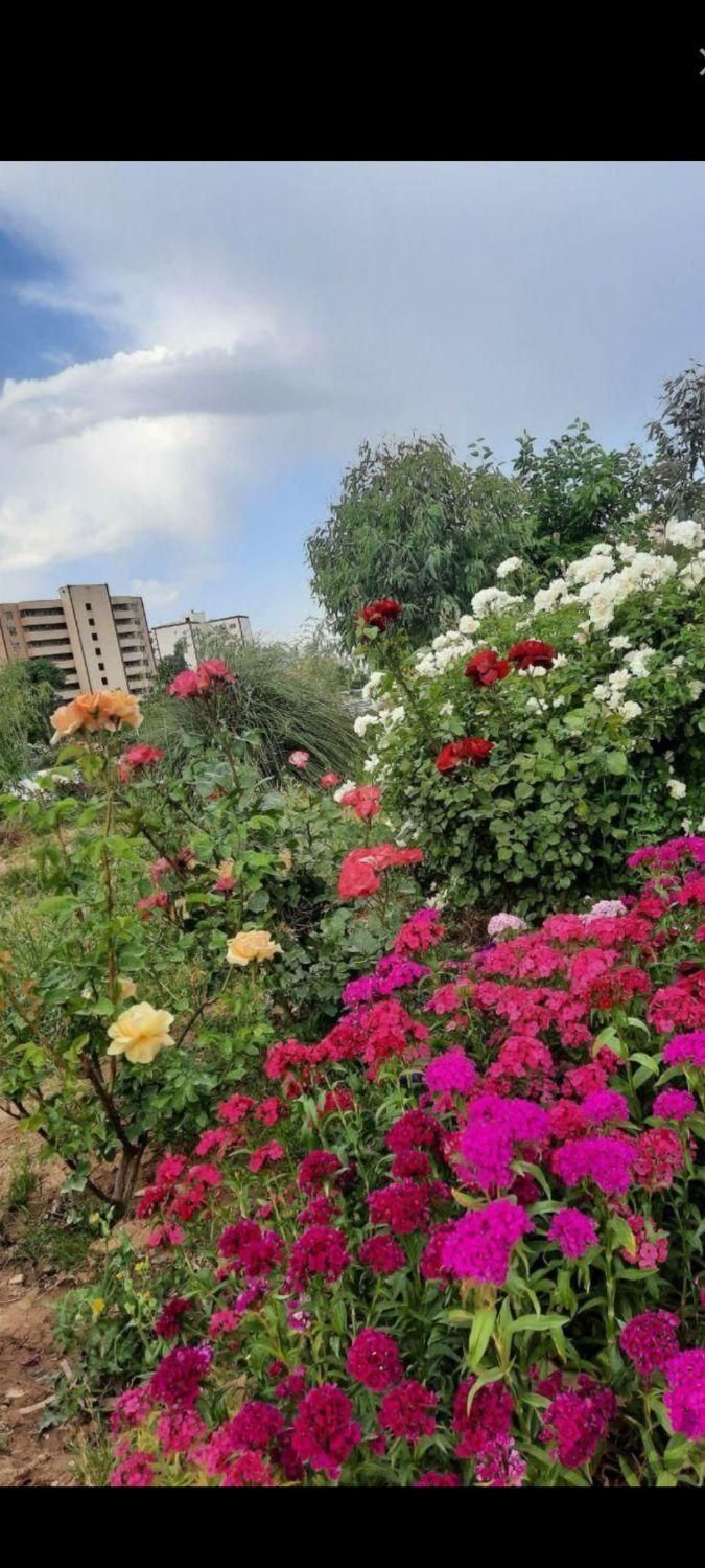 خدمات باغبانی ودرختکاری،چمن زنی،شمشاد،نیزار،نخل|خدمات باغبانی و درختکاری|آبادان, |دیوار