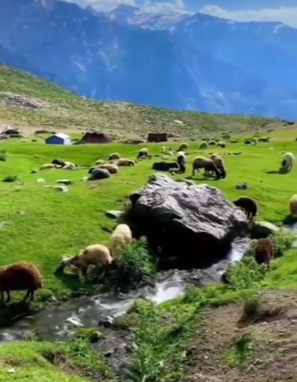 گوسفند زنده بصورت حضوری وارسال بتمام نقاط تهران|حیوانات مزرعه|تهران, تهرانپارس غربی|دیوار