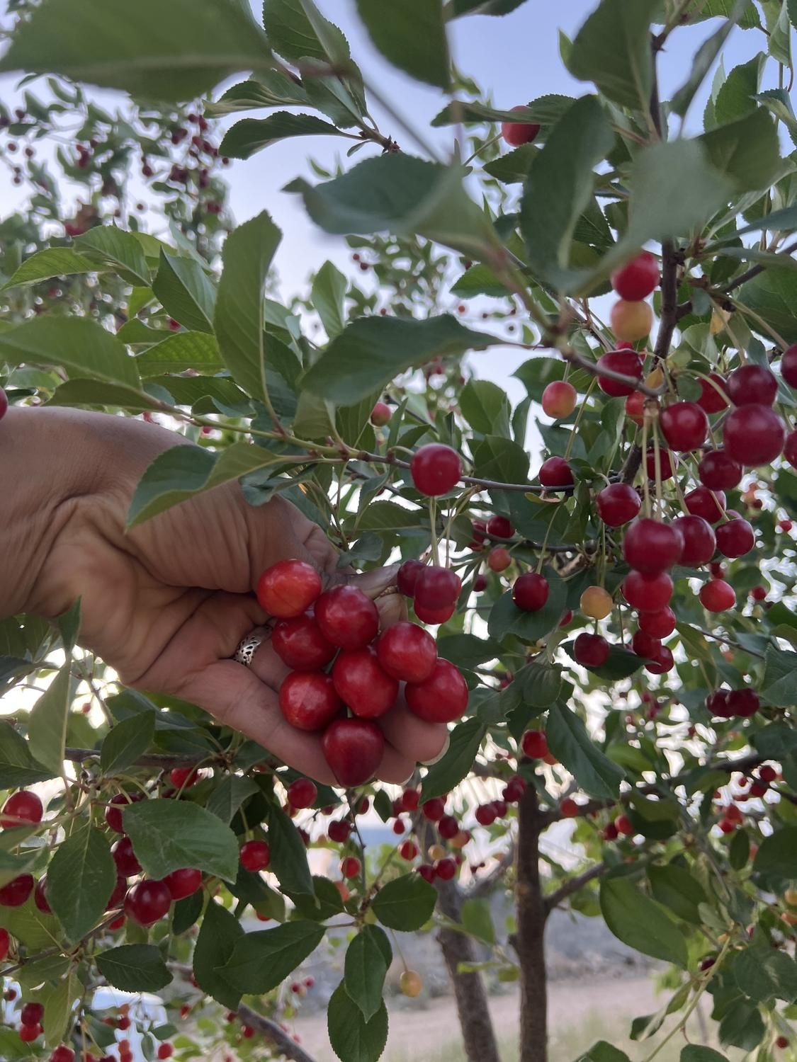فروش باغ منطقه ویلایی بامنصفانه|فروش زمین و ملک کلنگی|مشهد, بلوار توس|دیوار
