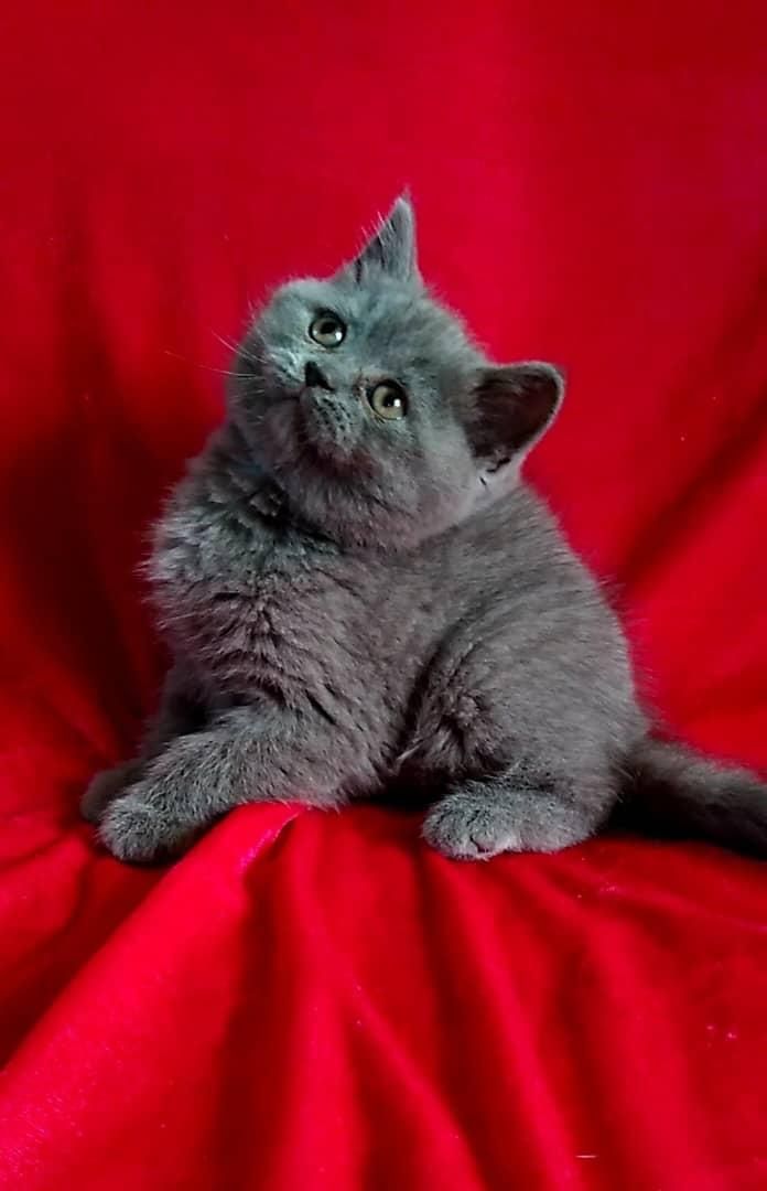 بچه گربه های عروسکی دلربا|گربه|اصفهان, آزادگان|دیوار