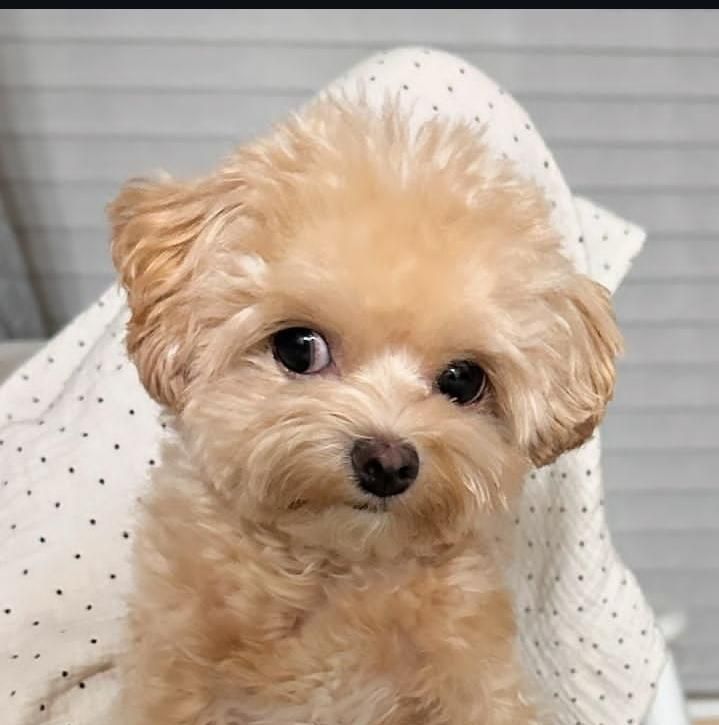 توله سگ خانگی پودل|سگ|کرج, شهرک جهاننما|دیوار