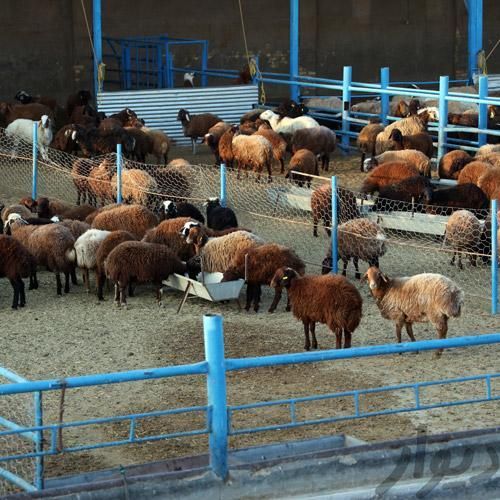 گوسفند زنده سفارش تلفنی و حضوری در جایگاه معتبر|حیوانات مزرعه|تهران, استخر|دیوار