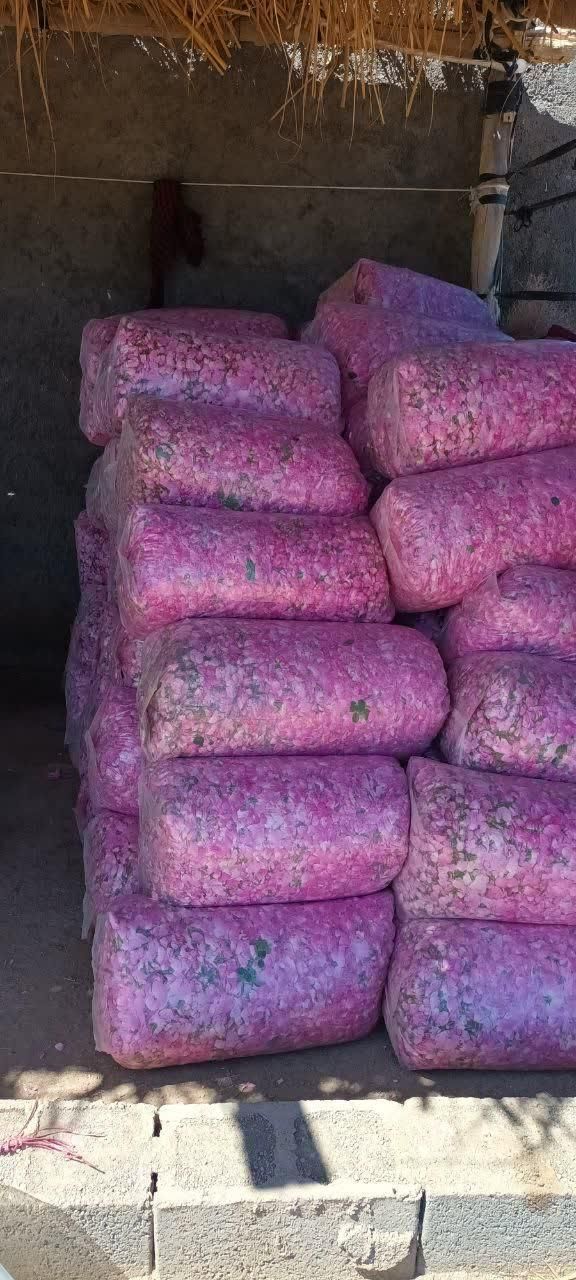 نهال گل محمدی نژاداردهالی|خدمات باغبانی و درختکاری|اصفهان, سنبلستان|دیوار