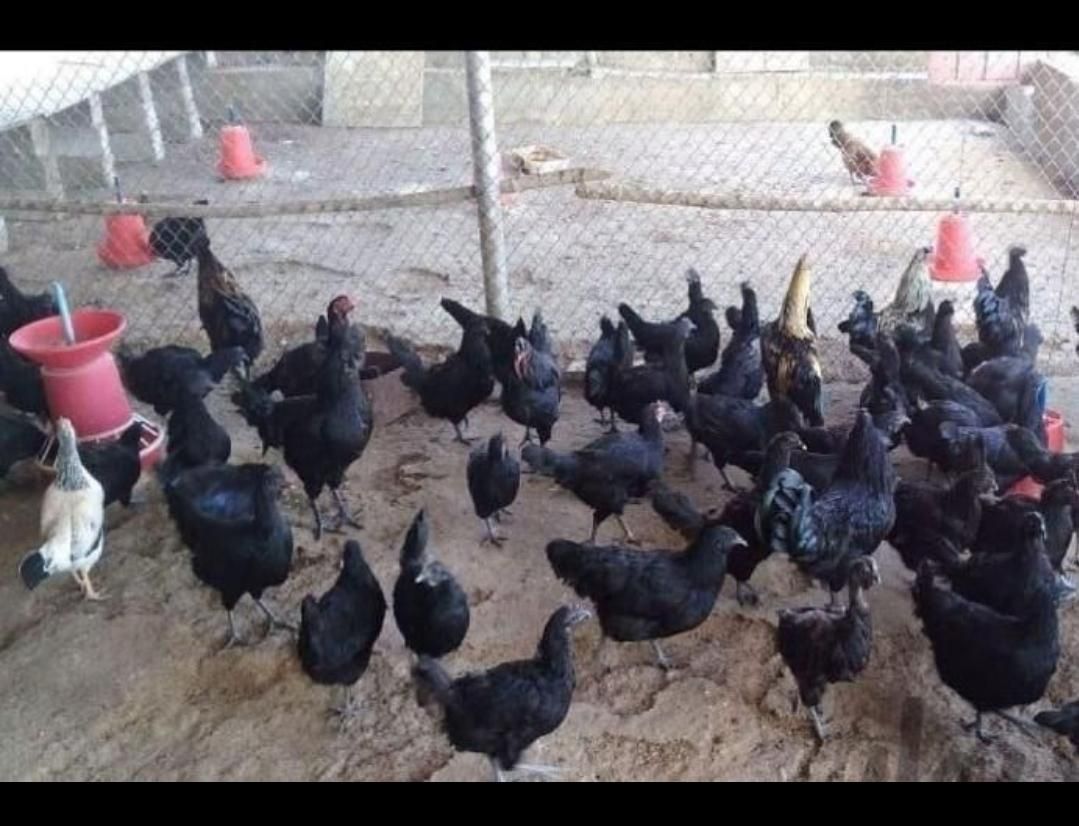 خروس مشکی کشتاری سالم زنده|حیوانات مزرعه|تهران, جنت‌آباد مرکزی|دیوار