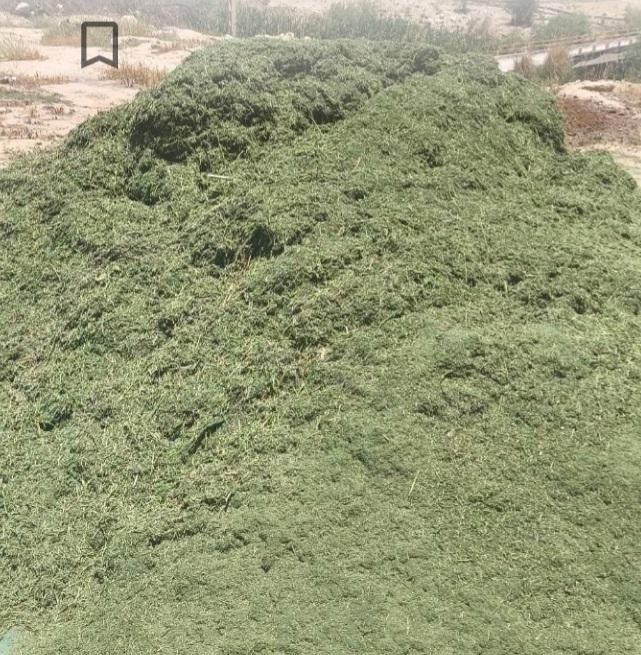 یونجه سبز ومرغوب|خدمات باغبانی و درختکاری|فیروزآباد (فارس), |دیوار