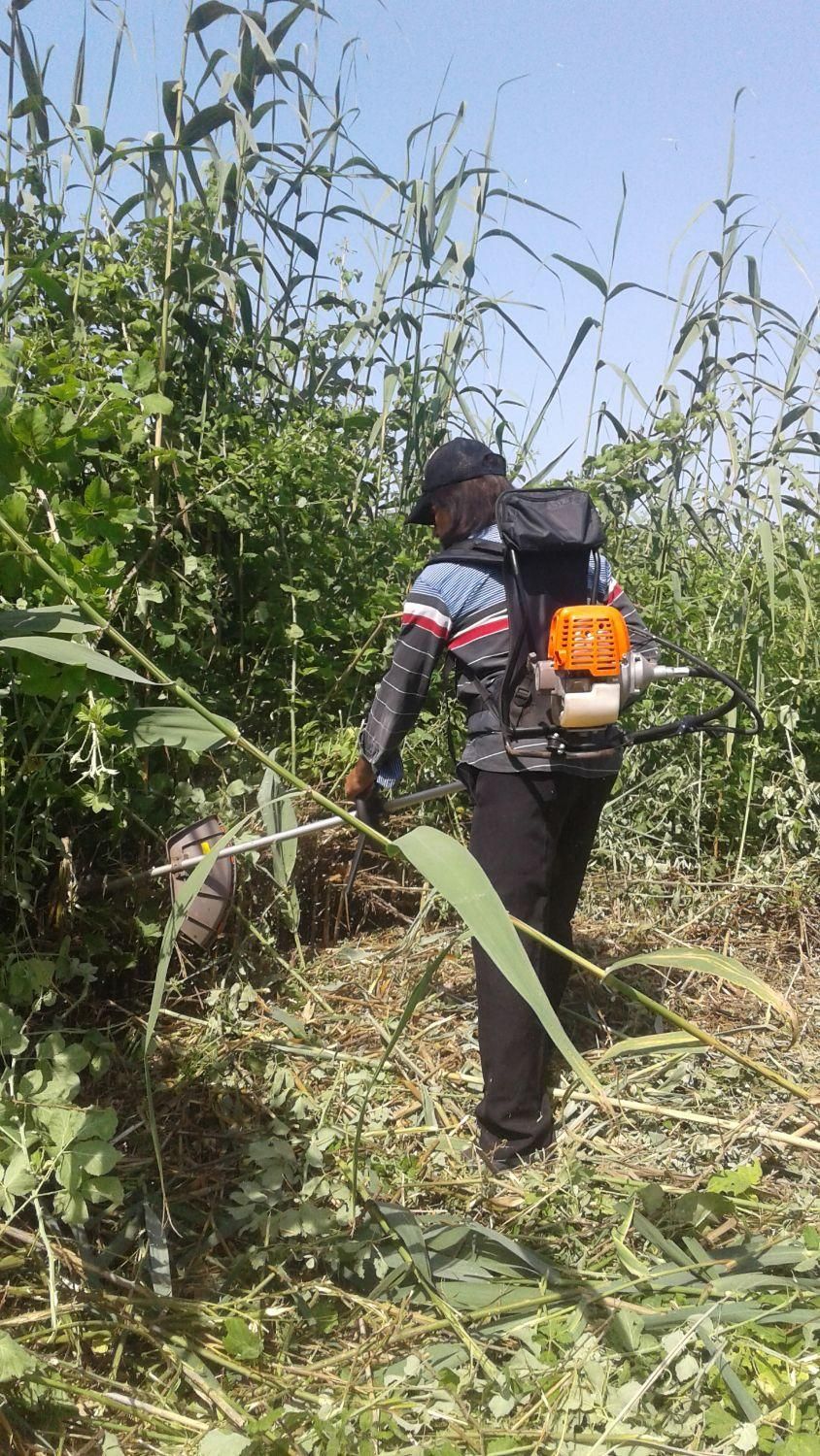 علف زنی|خدمات باغبانی و درختکاری|رشت, نیروی دریایی|دیوار