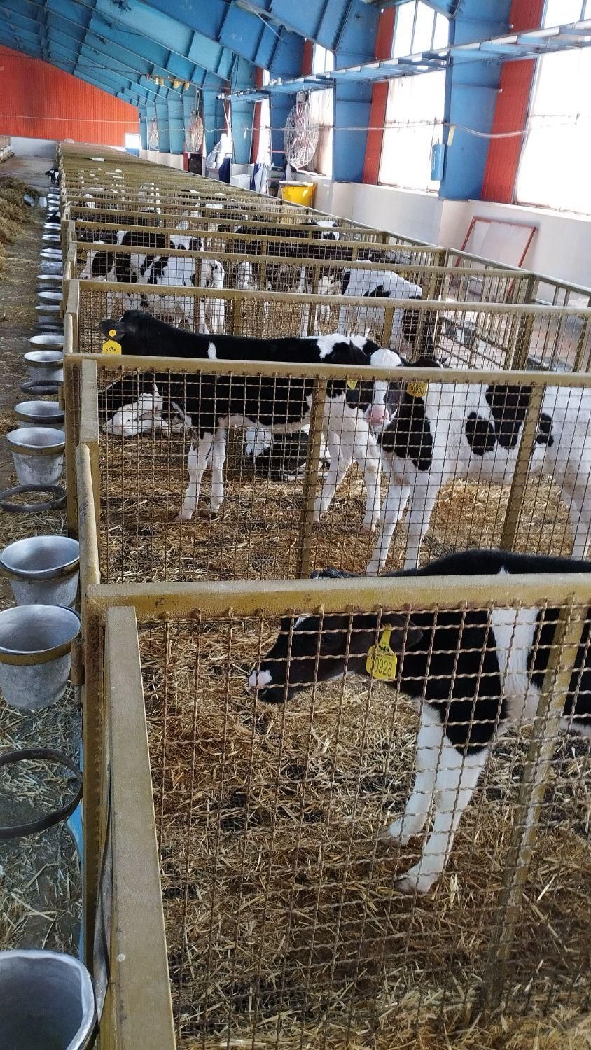 گوساله شیرخواره نردرجه یک ۹۰راس قزوین|حیوانات مزرعه|ابهر, |دیوار