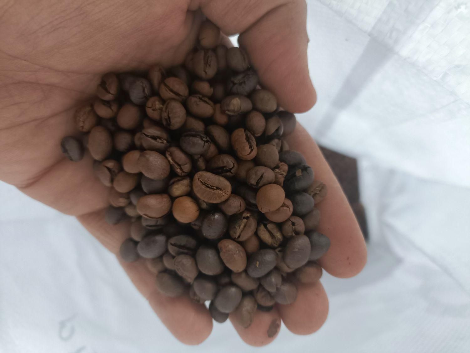 پخش دان قهوه مستقیم از روستری روبستا و عربیکا و..|خوردنی و آشامیدنی|مشهد, فرهنگ|دیوار