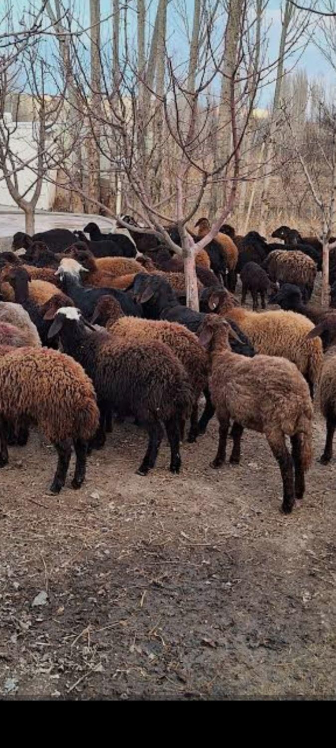 بره چاق گوسفندقربانی|حیوانات مزرعه|مشهد, آزادشهر|دیوار