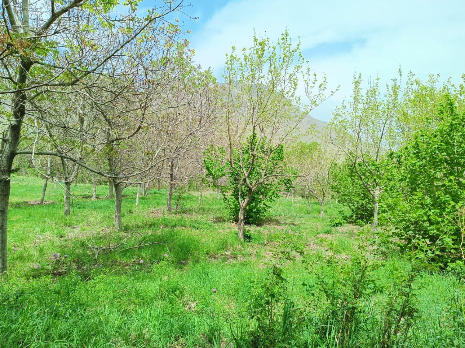 باغ روستای کهندان بهشت قم|فروش زمین و ملک کلنگی|قم, هفت تیر|دیوار