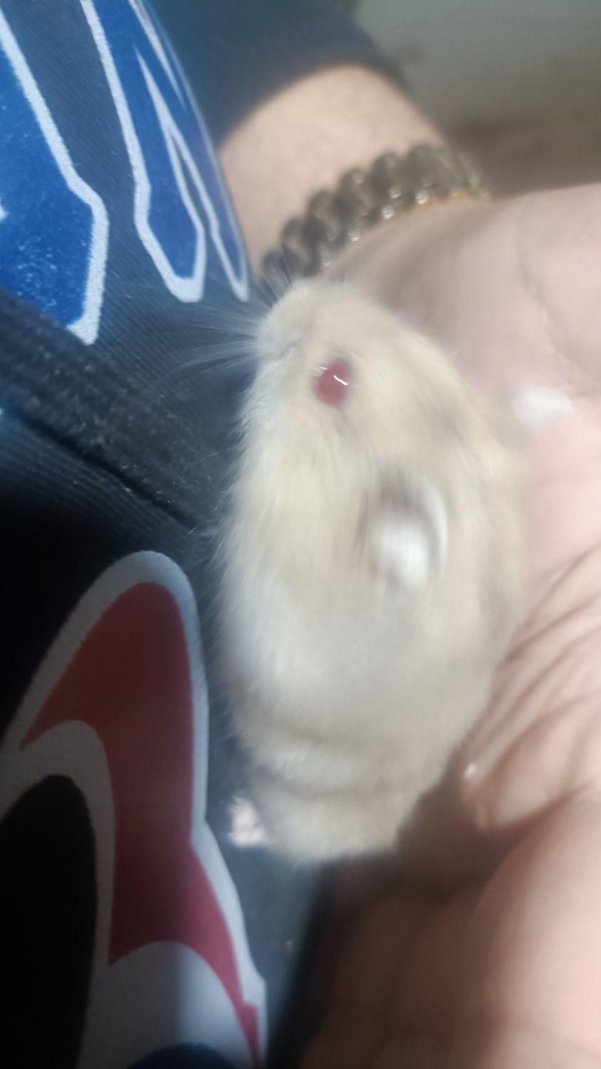 خرگوش، خوکچه هندی و همستر|موش و خرگوش|اصفهان, رهنان|دیوار