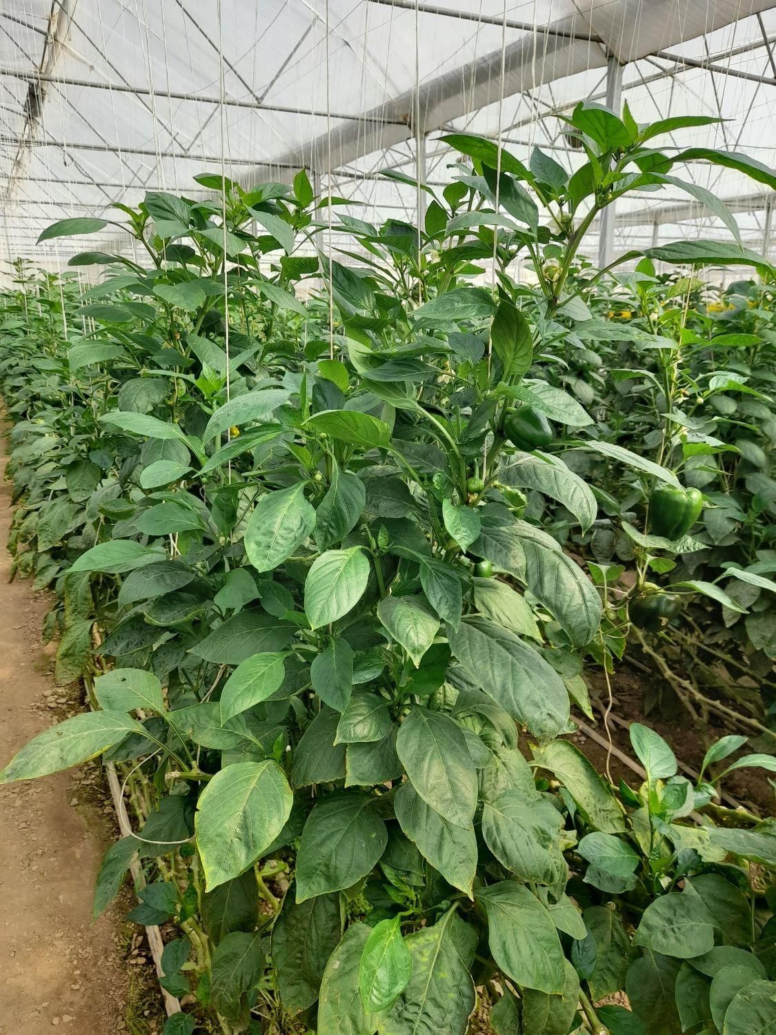 فروش گلخانه  ۳۰۰۰ متری|فروش دفتر صنعتی، کشاورزی، تجاری|شهرکرد, |دیوار