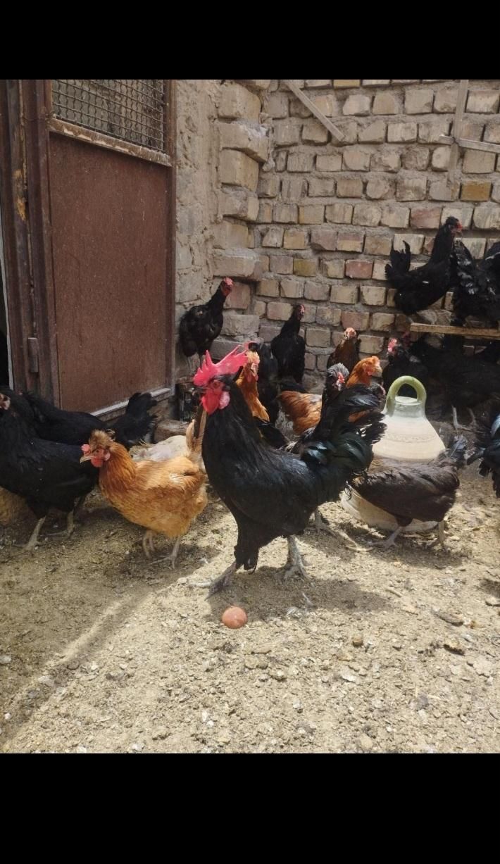 خروس ومرغ برای خرایت وچشم نظر ذبح رایگان|حیوانات مزرعه|ساوه, |دیوار