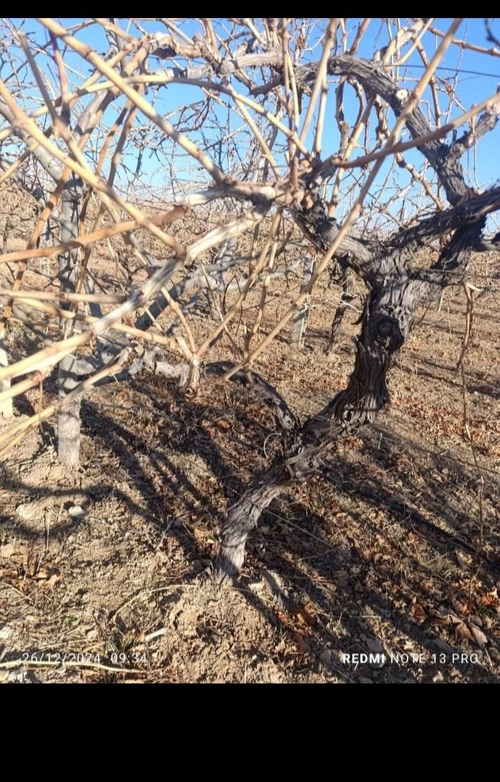 نهال ۴ساله میوه گردو وخانواده بری|خدمات باغبانی و درختکاری|تویسرکان, |دیوار