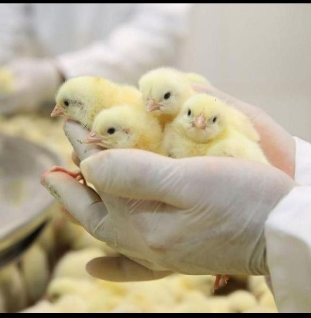 بلدرچین وبلک وکاکلی پامشکی جوجه گوشتی|حیوانات مزرعه|ایلام, |دیوار