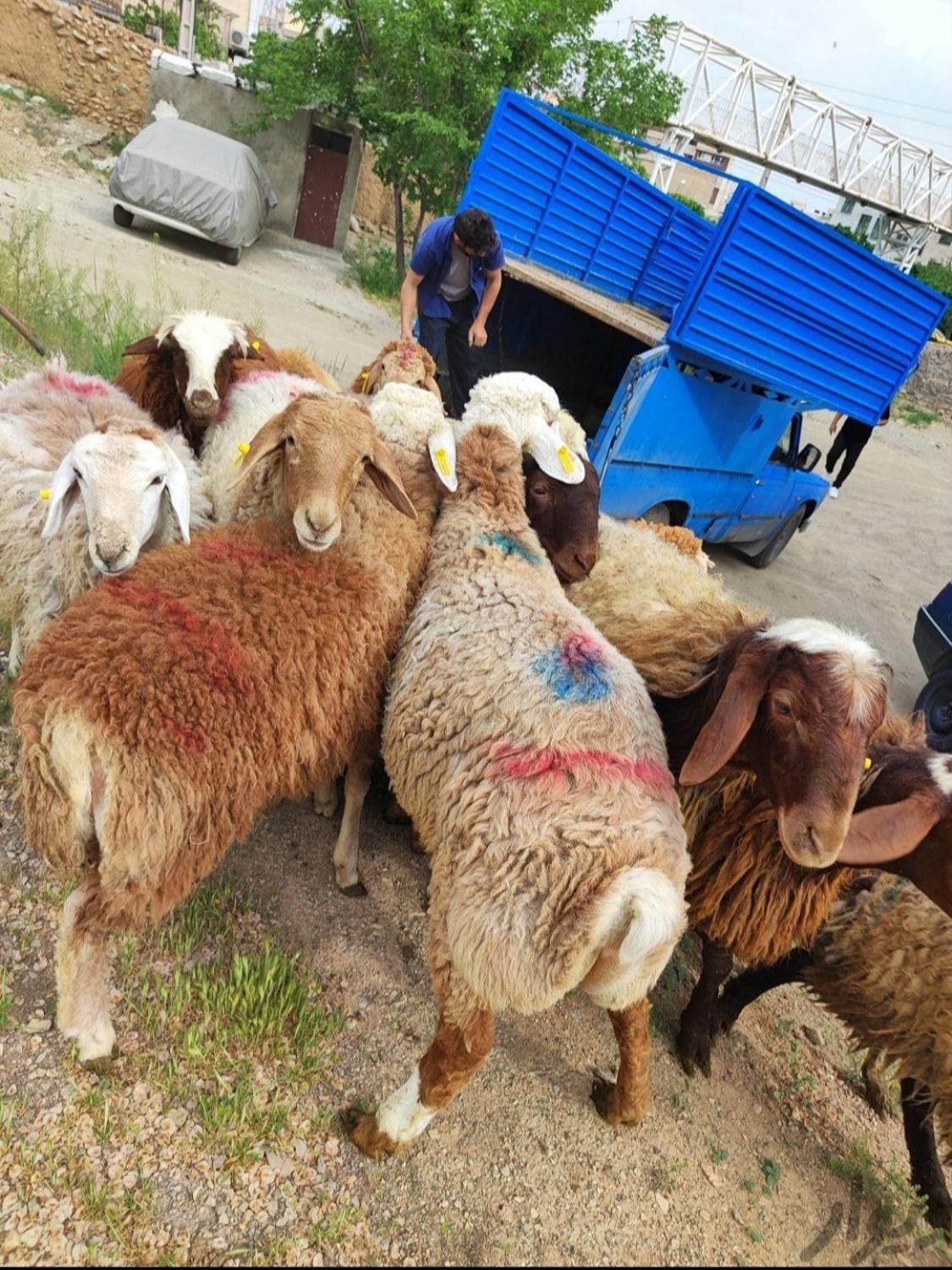 دام زنده در البرز ارسال با قصاب دهقان|حیوانات مزرعه|کرج, عظیمیه|دیوار