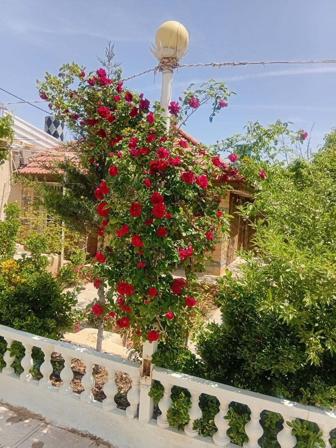 اجاره روزانه باغ لوکس با استخر رو باز|اجارهٔ کوتاه‌مدت ویلا و باغ|شیراز, گویم|دیوار