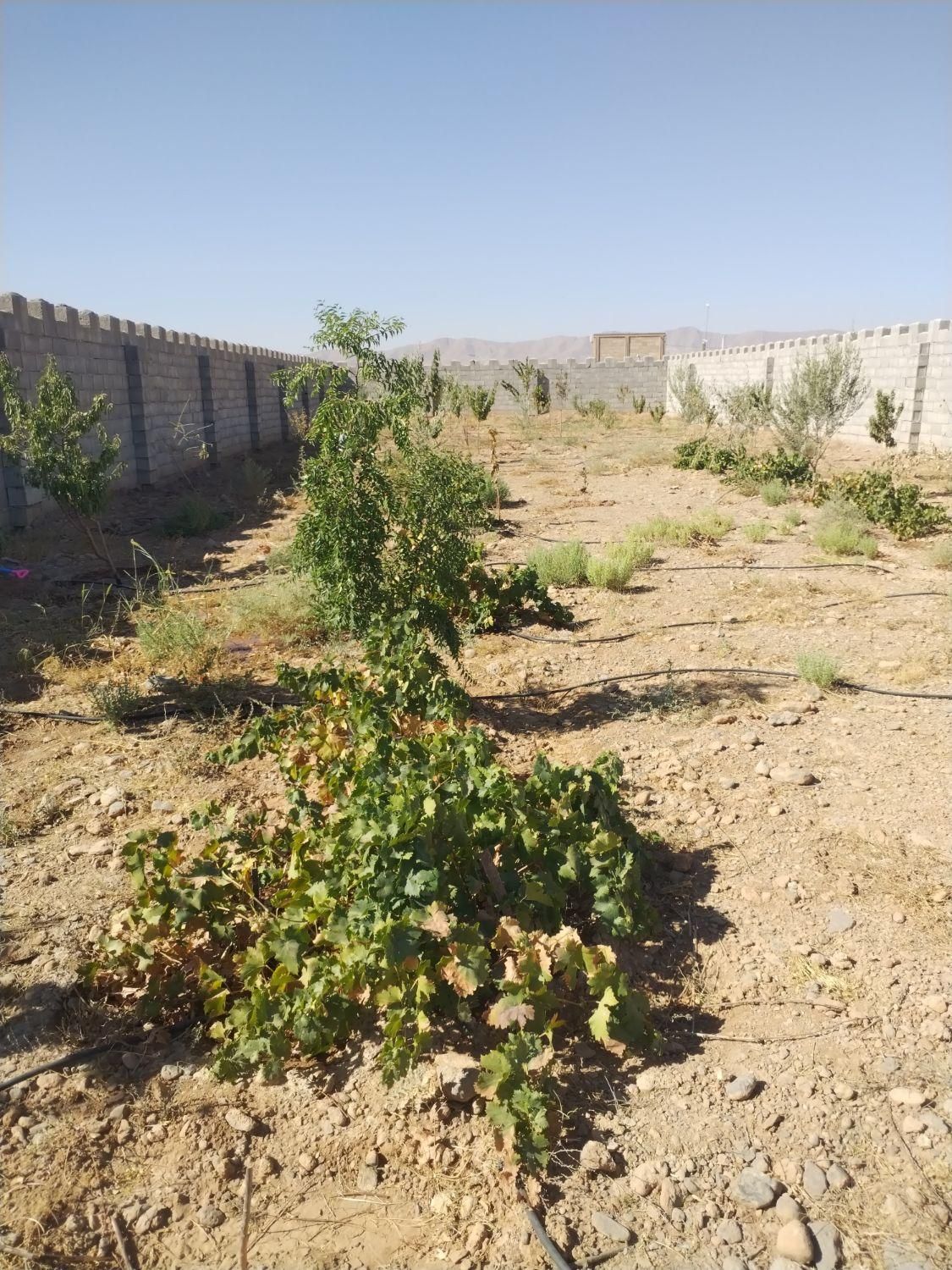 فروش زمین 900 متر نهضت آباد قعله ابراهیم خان|فروش زمین و ملک کلنگی|اصفهان, تیران|دیوار