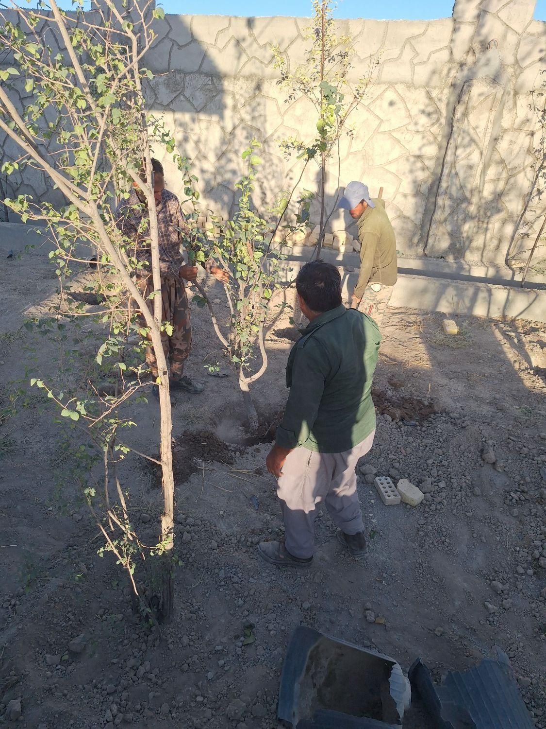 درخت و نهال تنه دار قوی نما دار|خدمات باغبانی و درختکاری|فلاورجان, |دیوار