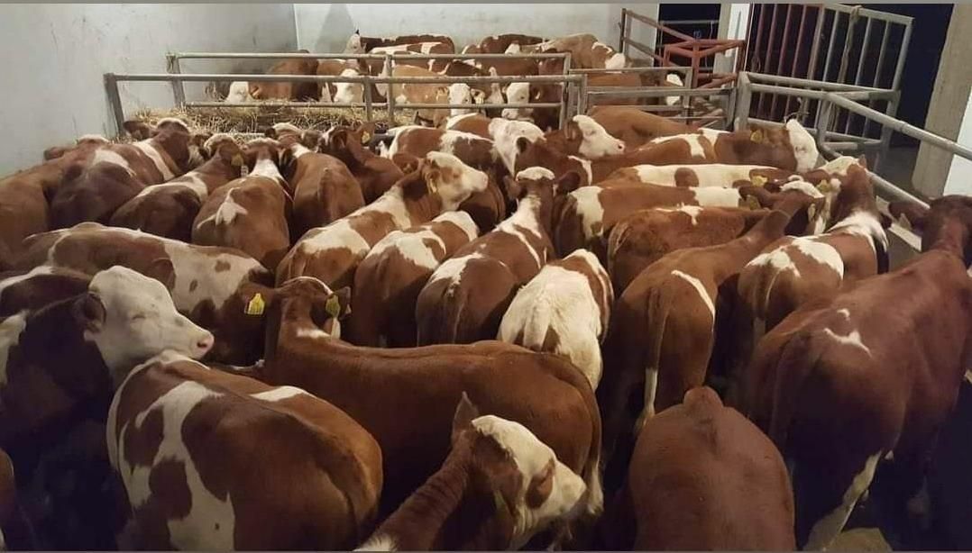 شروع فروش گوساله|حیوانات مزرعه|یزد, |دیوار